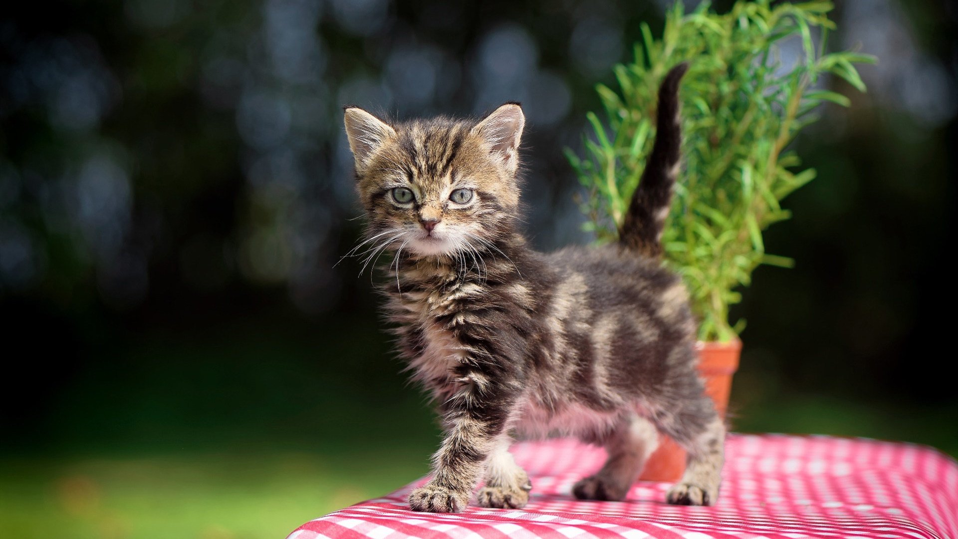 kaiyun开云·官方网站-中国象棋协会发布象棋职业棋手培养计划，象棋职业棋手训练