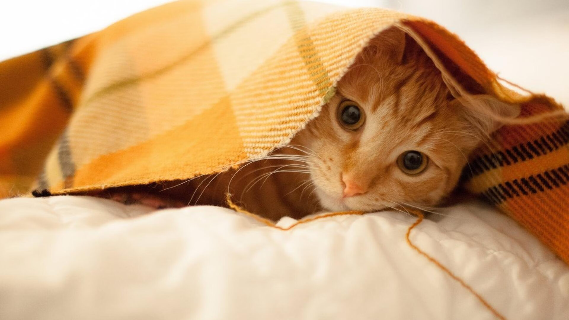 开云·体育官方网站入口-传奇教练回顾：他们改变了联盟的战术思想，传奇足球教练