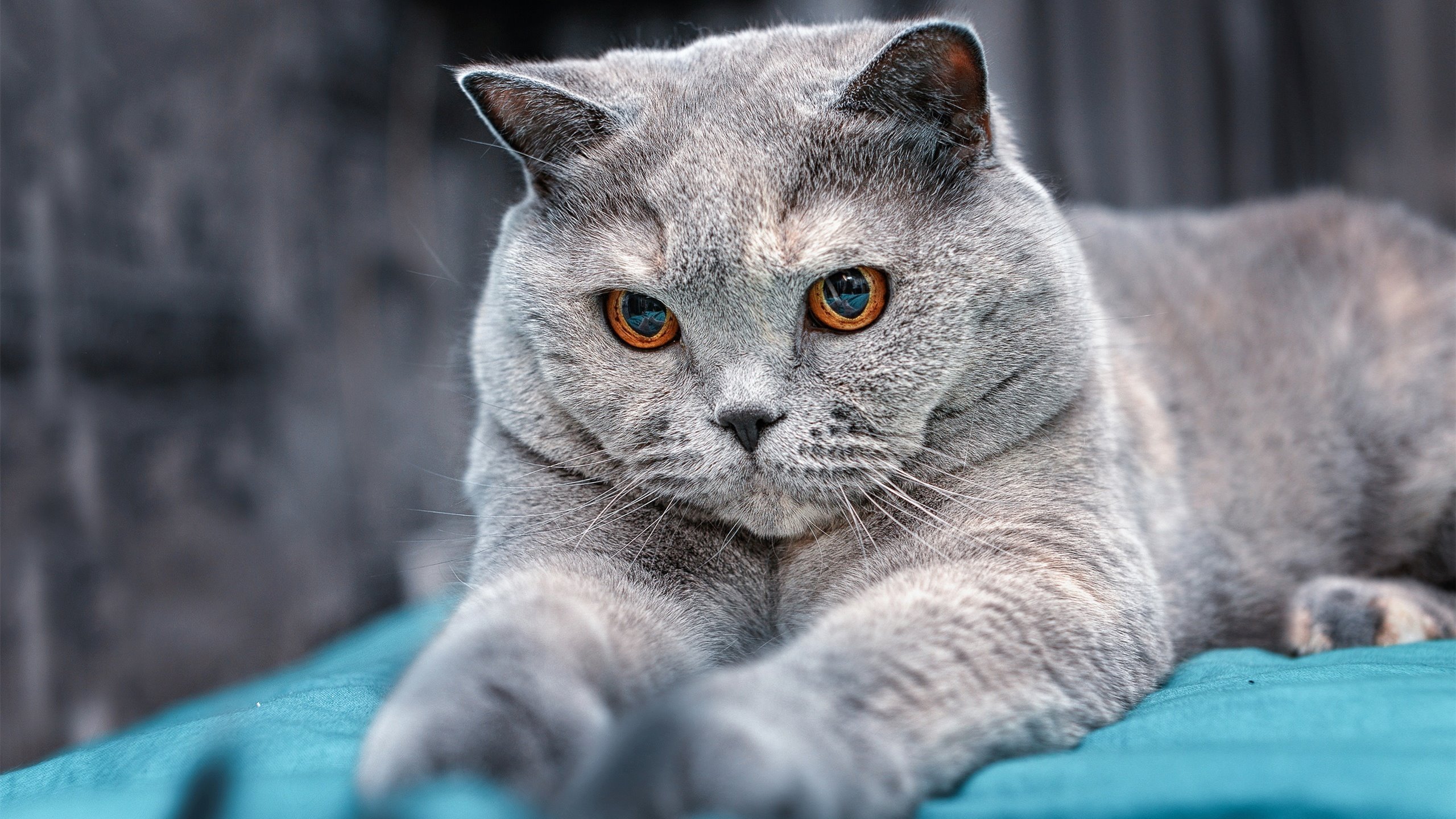 开云·体育官网APP下载-城市马拉松：跑者的梦想起航点，城市马拉松带来的福利已然超越了